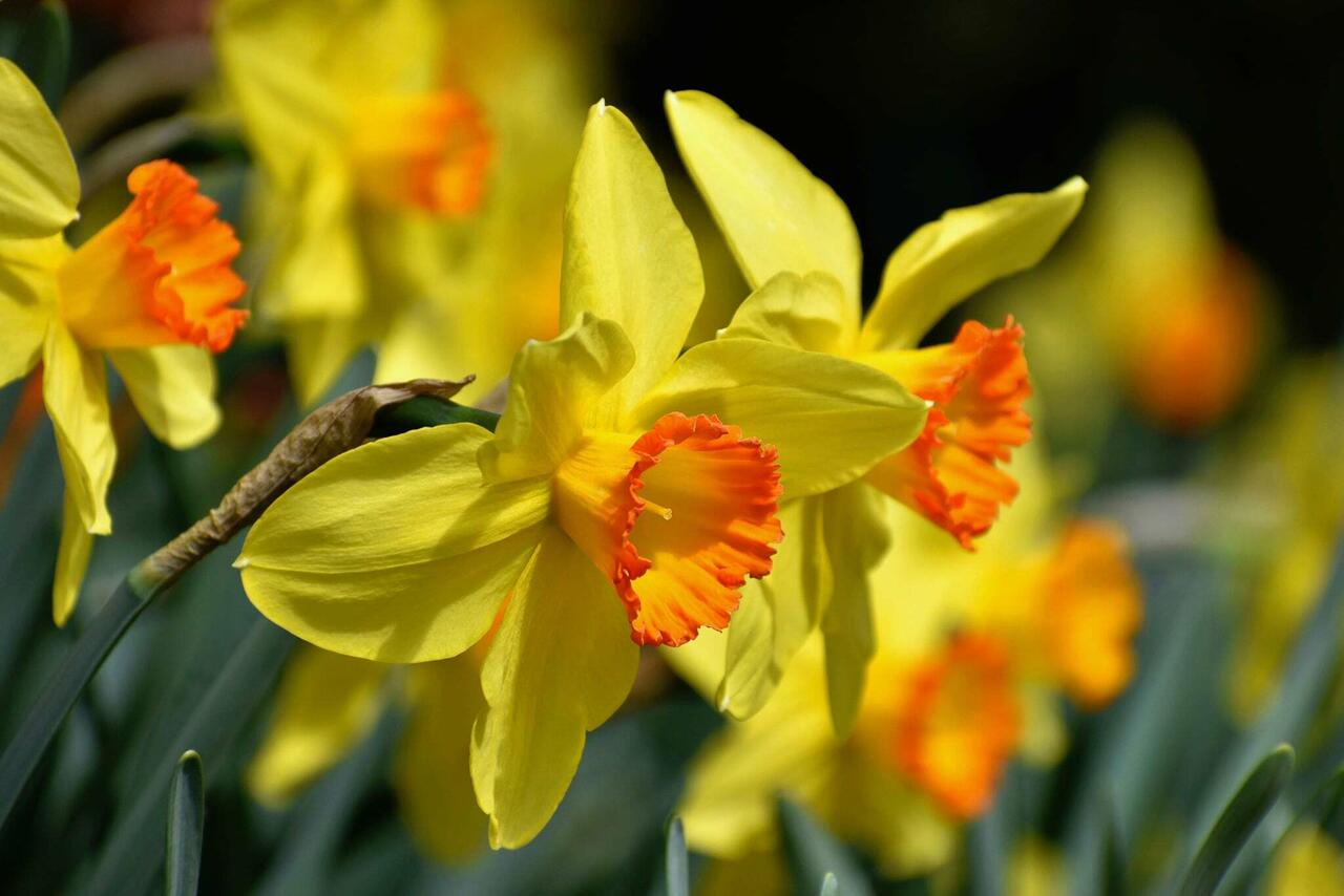 Nartsiss (Narcissus) 'Red Devon' Anu Aed